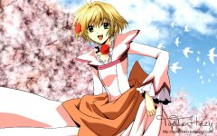 sakura.jpg